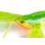 Fox Rage Mini Craw 8cm/3.1in UV Zöld Tök Szilikon Csal