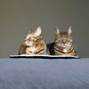 EBI D&D Macskafekhely - Plüss - 50x50 cm 93444763 - Macska fekhely