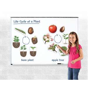 Learning Resources Set magnetic gigant pentru ciclurile de viață ale plantelor, jucărie educativă pentru copii, arătând ciclul de viață al unei plante de fasole și al unui măr - Learning Resources
