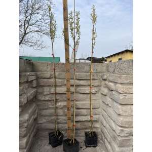 Spirálfűz, csavaros - Salix matsudana ‘Tortuosa’