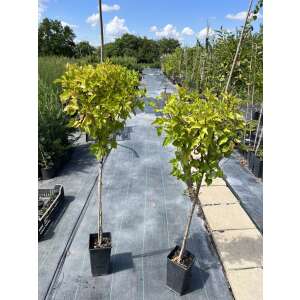 Physocarpus opulifolius – Törzses Bangitalevelű hólyagvessző