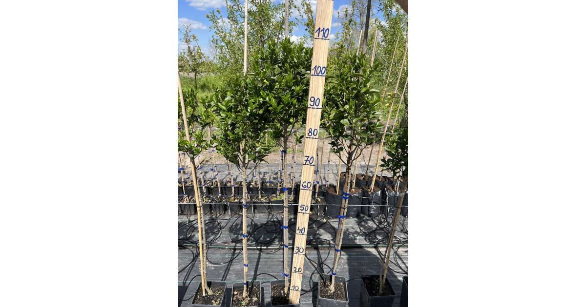 Stamm Wintergrner Liguster Atrovirens  Ligustrum vulgare | Pepita.com