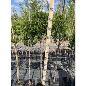 Stamm Wintergrner Liguster Atrovirens  Ligustrum vulgare | Pepita.com
