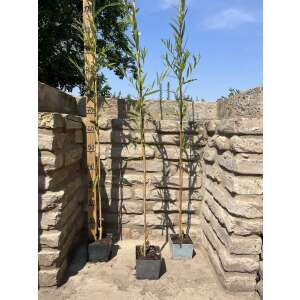 Szomorúfűz - Salix alba 'Tristis'