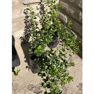 Madárbirs - Cotoneaster dammeri 'Eichholz'