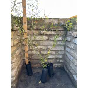 Boglárkacserje – Kerria japonica - 1,5 literes