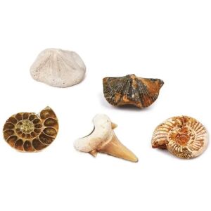 Fosile reale Magnoidz găsite în setul de excavare - Jocuri stiintifice si exploratori