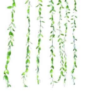 Karácsonyi Fényfüggöny Levelekkel 3x2m Meleg Fehér fairy lights with green leaves, isolated on white background - Sumker