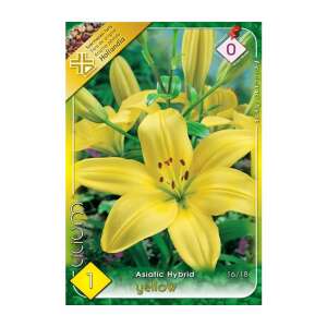 Liliom Yellow Asiatic Hybrid virághagyma csomagolás - Virág