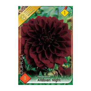 Virághagyma Dália Arabian Night 94134161 