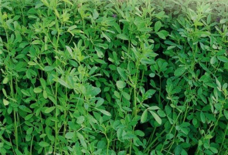 Lucerna vetőmag 1 kg / csomag Gea