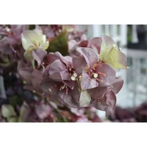 Mű Bougainvillea Fürt - Fáradt Lila - 62 cm