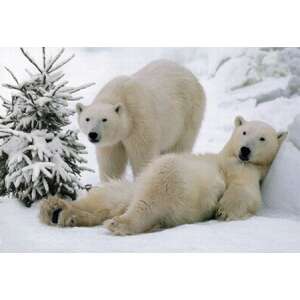 Karácsonyi Üdvözlőkártya - Jegesmedvék - 10x14,5 cm