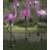 Lampy Solarne Flamingi Gardlov w Ogrodzie