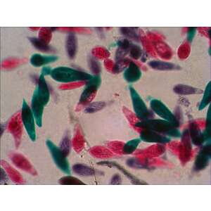 Paramecium caudatum mikroszkóp alatt - Mikroszkóp tárgylemez