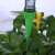 Self-watering spike for plants, green, with bottle, drip irrigation system