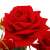 Springos decorative red rose bouquet, artificial flowers, close-up