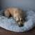 Dog relaxing in Springos grey round XL dog bed