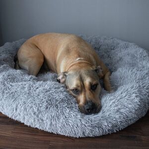 Câine odihnindu-se confortabil într-un pat pufos gri Springos, 90 cm - Paturi pentru câini