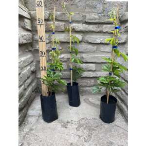 Selbstkletternde Jungfernrebe  Jungfernreben  Parthenocissus quinquefolia  | Pepita.com
