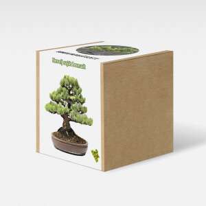Fenyőfa bonsai nevelő szett, magvakkal, talajjal és cseréppel - Növénytermesztési kellék