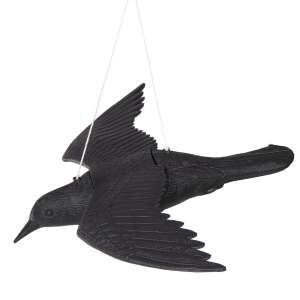 Ga0128 wrona ogrodowa w locie