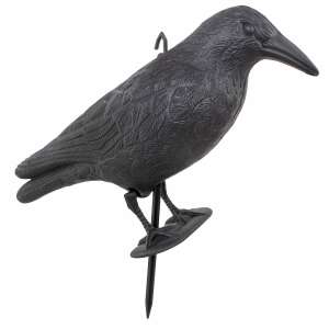 Ga0129 garden crow