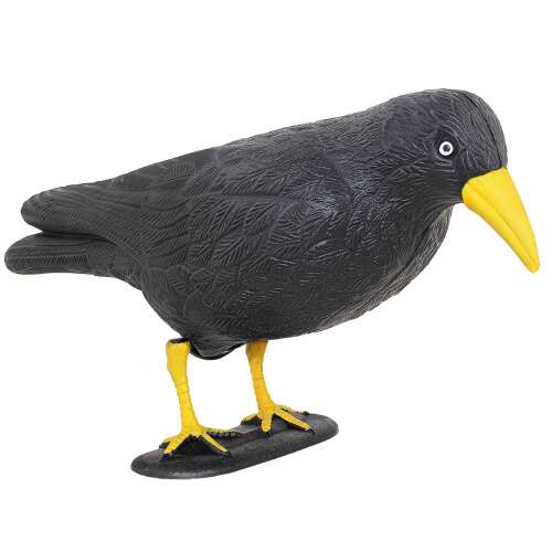 Springos kerti varjú