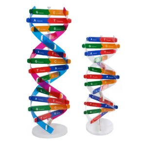 DNS Molekula Modell - Oktatási Eszköz - 33cm