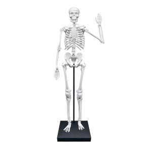 85 cm model ľudskej kostry, anatomická štúdia, Buki France - Vedecké a objaviteľské hry