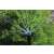 Hunter MP Rotator sprinkler nozzle in use, watering a garden