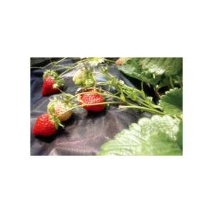 Отглеждане на ягоди с черен мулчиращ филм, контрол на плевели, здрава реколта - Градинарство