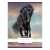 Nebulo A4 lined notebook with a black horse running