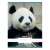 Nebulo A4-es négyzetrácsos füzet panda mintával