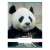 Nebulo A4-es kockás füzet panda mintával