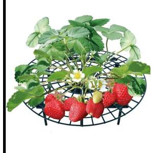 Erdbeerpflanzen-Stütze, grüner Kunststoff, 10 Stück, zum Anbau von Erdbeeren, hält Erdbeeren vom Boden fern, verhindert Fäulnis und Schimmel - Gartenbauwerkzeuge