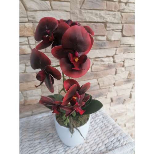 Orchidea 1 szálas  37251574