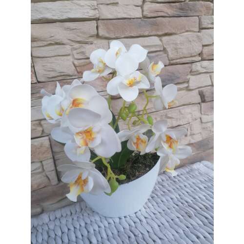 Orchidea több szálas fehér csónak kaspóban 37252972
