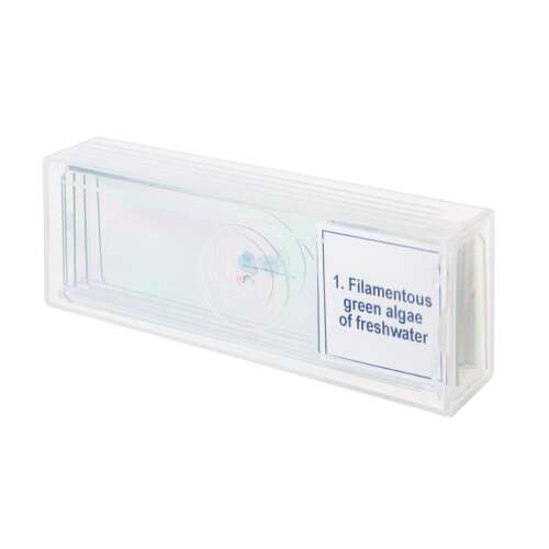 Discovery Biológia Professzionális Mintakészlet DPS 5 mikroszkóp tárgylemezek, 5 előkészített tárgylemez, Szálas zöld alga az édesvízben, biológiai oktatáshoz, iskolába, otthonra