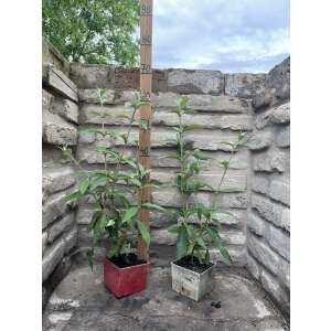 Nyáriorgona - Buddleia davidii - "Flower Power"