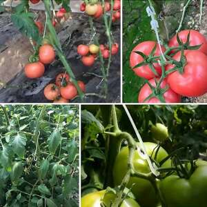 Cârlige de susținere a plantelor pentru roșii, alb, plastic, 50 bucăți - Suporturi și țăruși pentru plante