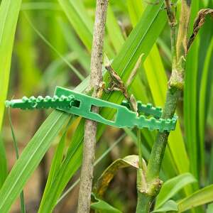 Grüner verstellbarer Pflanzenbinder, der einen Pflanzenstängel sichert - Pflanzensäulen