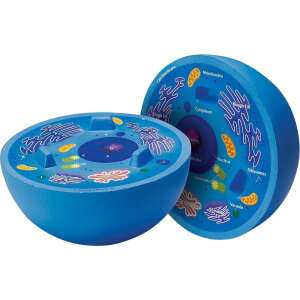 Модел на животинска клетка, напречен разрез, Learning Resources, две половини, етикетирани части, образователна играчка - Learning Resources