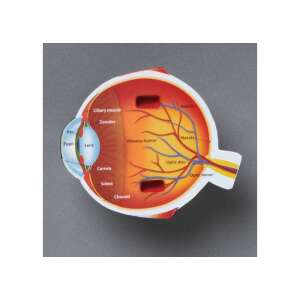 Cross-section of the human eye model, showing the different parts of the eye, Learning Resources - Learning Resources Developmental Toy for Preschooler