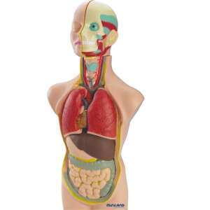 Miniland Educational Human Anatomy Set, 50 cm, showing the internal organs and systems of the human body - Science & Discovery Toy