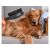 Double-sided Pet Brush for Dogs and Cats with Soft Massaging Bristles 125405042