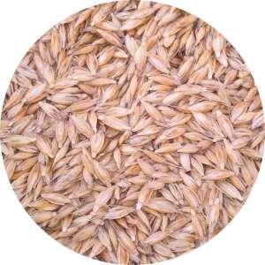 Alakor búza vetőmag, 30kg - Fűmag