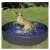 Dog playing in Purlov Folding Pool for Dogs, grey and blue