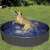 Dog playing in Purlov Folding Pool for Dogs, grey and blue