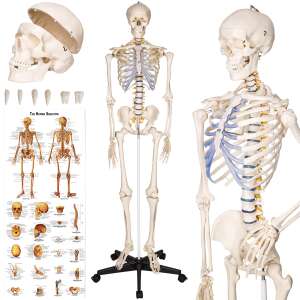 Anatomical Human Skeleton Model 180 cm 104839802 - Science & Discovery Toy